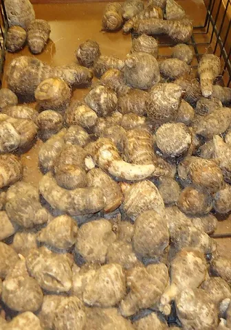 eddo: a plant (Colocasia esculenta, but often identified as Colocasia antiquorum, among numerous other...