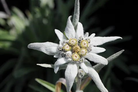 edelweiss: a European perennial alpine plant (Leontopodium alpinum), with downy leaves and small white flower...