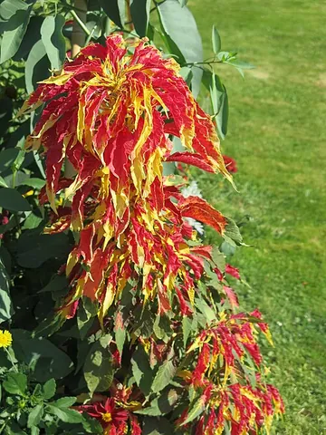 edible amaranth: amaranthus tricolor, native to South America; widely cultivated
