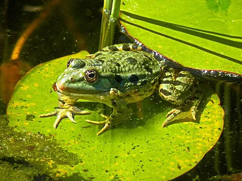 edible frog: any member of a hybrid species Pelophylax × esculentus, a hybrid of pool frog (Pelophylax lessonae)...