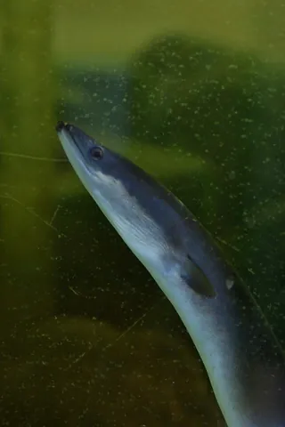 eel: any freshwater fish of the order Anguilliformes, which are elongated and resemble snakes