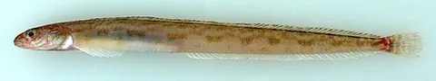 eelblenny: any fish of genus Lumpenus, resembling an eel, found in subarctic waters, especially Lumpenus...