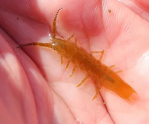 eelgrass isopod: pentidotea resecata, a species of aquatic isopod that inhabits the shallow intertidals of North...