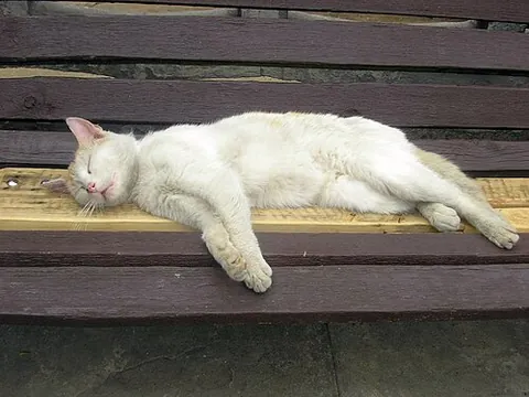 eepy: synonym of sleepy