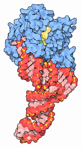 ef-tu: a protein, elongation factor thermo unstable, one of the prokaryotic elongation factors