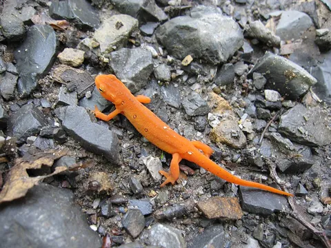 eft: a newt, especially a smooth newt (Lissotriton vulgaris, syn. Triturus punctatus), of Europe