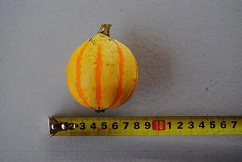 egg squash: a subspecies of squash with small egg-shaped fruit, Cucurbita pepo subsp. polymorpha