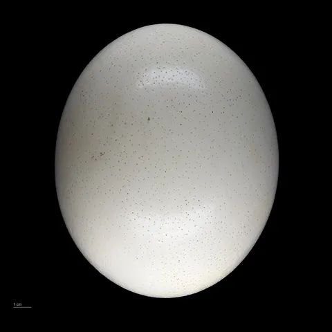 egg: an approximately spherical or ellipsoidal body produced by birds, insects, reptiles, and other...
