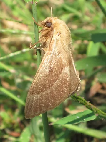eggar: any moth of the family Lasiocampidae