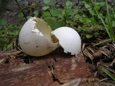 eggshell: the shell around an egg