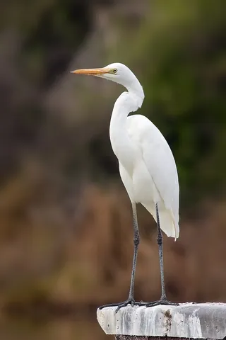 egret: any of various wading birds of the genera Egretta or Ardea that includes herons, many of which are...