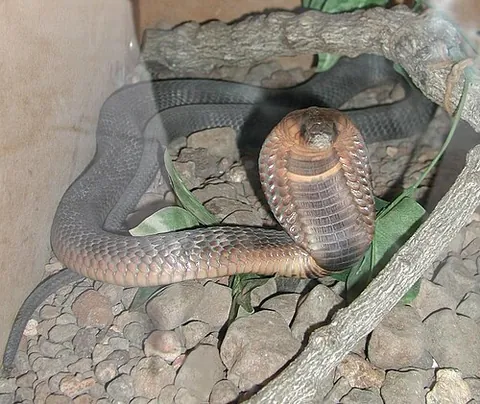 egyptian cobra: a species of cobra found in Africa and the Arabian Peninsula (Naja haje) often referred to as an asp