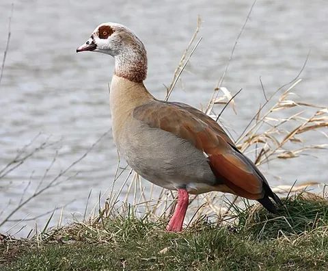 egyptian goose: a goose of the species Alopochen aegyptiaca
