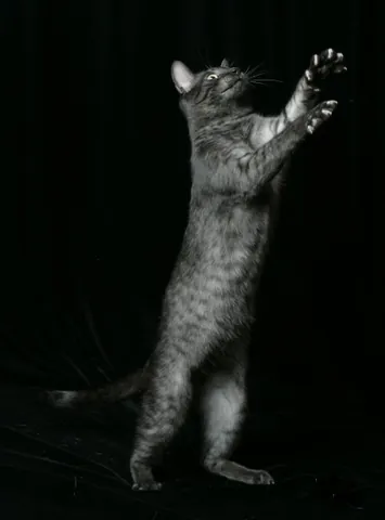 egyptian mau: a domestic cat of a short-haired breed originating in Egypt, with a well-muscled medium-length body