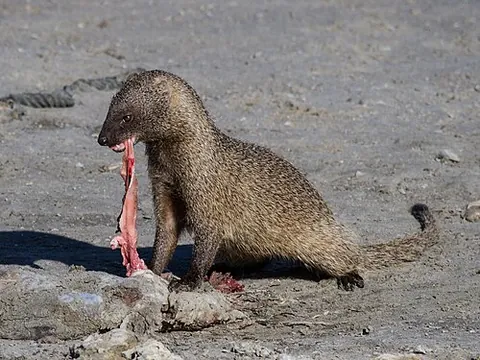 egyptian mongoose: herpestes ichneumon, a small, slender carnivore, resistant to the venom of certain snakes