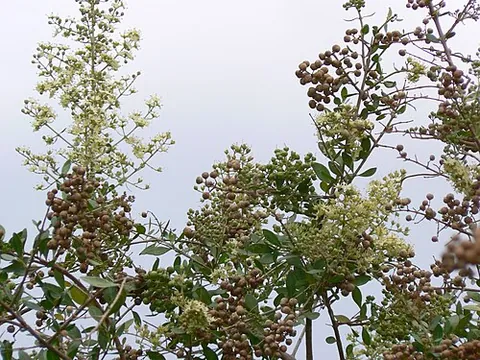 egyptian privet: a shrub of fragrant reddish flowers which is the source of henna, Lawsonia inermis