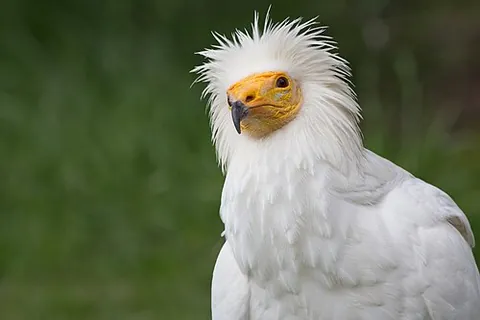 egyptian vulture: neophron percnopterus, a species of vulture found in the Mediterranean region and Asia