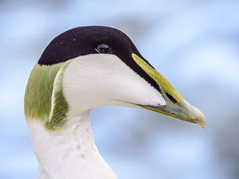 eider: any of the species of Somateria spp. and Polysticta stelleri or of the seaduck subfamily Merginae,...