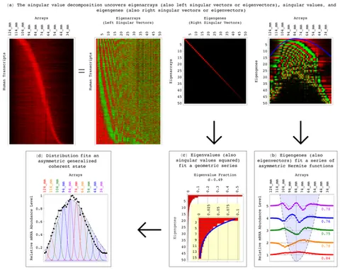 eigengene: one of a set of right singular vectors of a genes x samples matrix that tabulates, e.g., the mRNA...