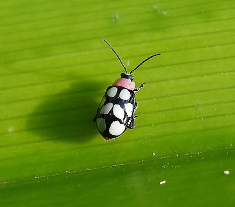 eight-spotted flea beetle: a flea beetle of Northern and Central American, of species Omophoita cyanipennis