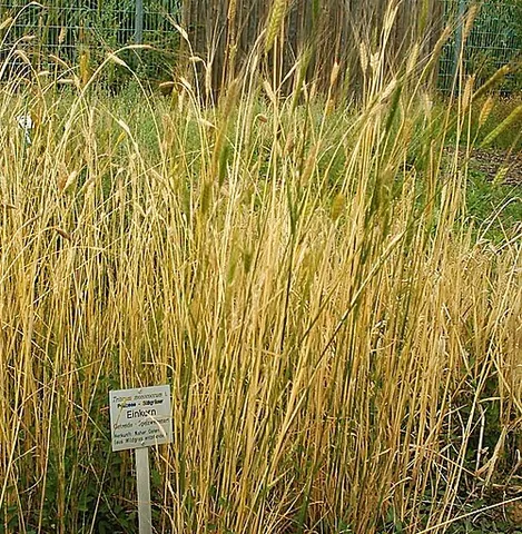 einkorn wheat: a type of wheat, characterised by the presence of a single grain in each spikelet, that was...
