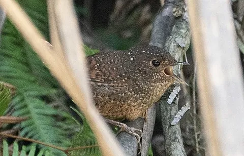 elachura: any bird of the genus Elachura, of which the spotted elachura (Elachura formosa) is the only...