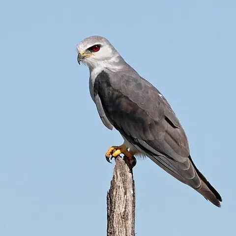 elanid kite: any of several small, long-winged, hovering raptors of the Elaninae subfamily
