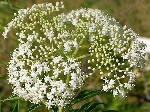 elder-blow: the edible flower clusters (umbels) of the elder tree (Sambucus nigra)