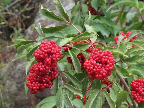 elderberry: any shrub or tree of the genus Sambucus;