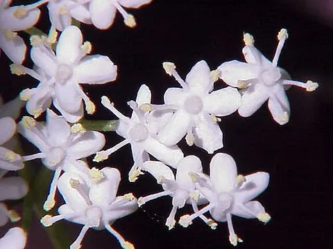 elderflower: the blossom of the elderberry, often specifically the European species Sambucus nigra