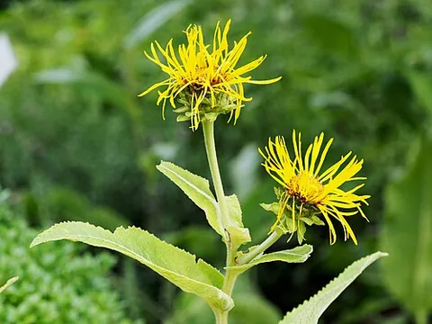 elecampane: a tall Eurasian herb, Inula helenium, whose roots have been used medicinally
