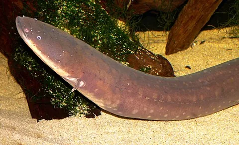 electric eel: electrophorus electricus, a species of fish resembling an eel (though not related) that is capable...