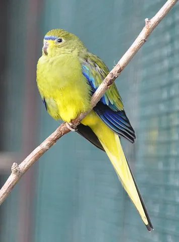 elegant parrot: a small, olive-green parrot, Neophema elegans, native to southern Australia