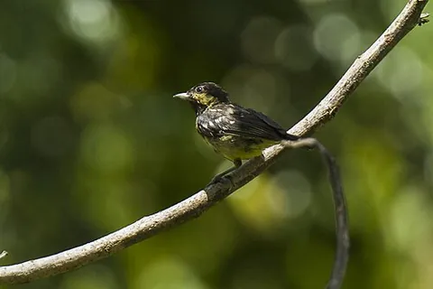 elegant tit: pardaliparus elegans, a small bird of the tit family Paridae, of the Philippines
