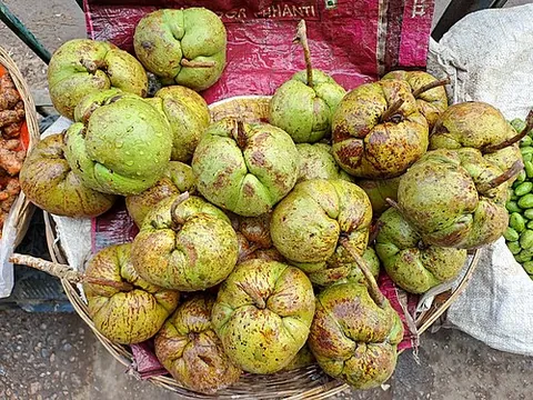elephant apple: otenga (Dillenia indica)