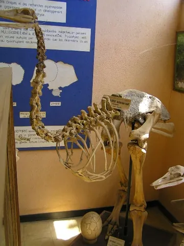 elephant bird: any of the very large extinct flightless birds that make up the genera Aepyornis and Mullerornis...