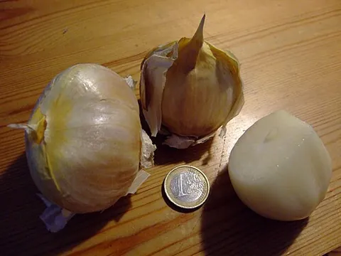 elephant garlic: a perennial plant related to leeks, Allium ampeloprasum var. ampeloprasum, having large cloves that...