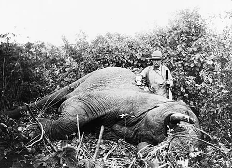 elephant gun: a large-calibre firearm capable of killing an elephant or other big game
