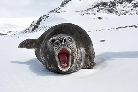 elephant seal: any large marine mammal of the genus Mirounga, the largest of the pinnipeds