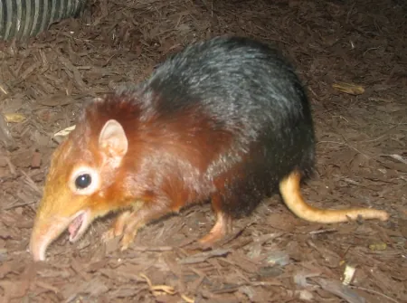 elephant shrew: a sengi (order Macroscelidea)