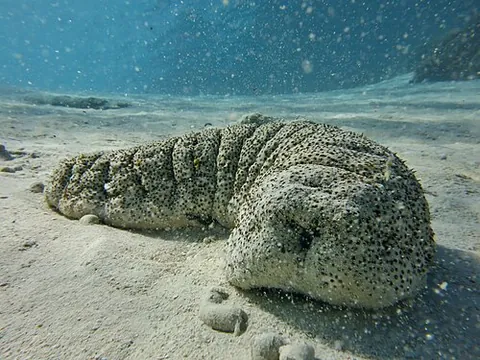 elephant trunkfish: a species of large sea cucumber, Holothuria fuscopunctata, native to shallow waters in the tropical...