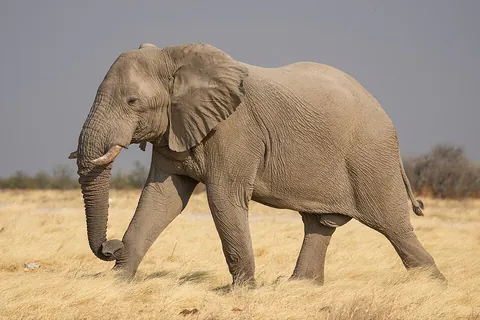 elephant: a large mammal of the family Elephantidae in the order Proboscidea, having a trunk, and native to...