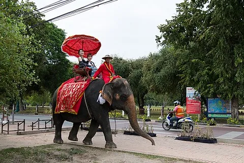 elephantback: the back of an elephant