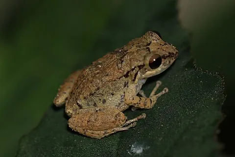eleutherodactyline: any of the frogs of the family Eleutherodactylidae