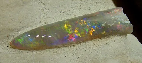 elf-bolt: a belemnite