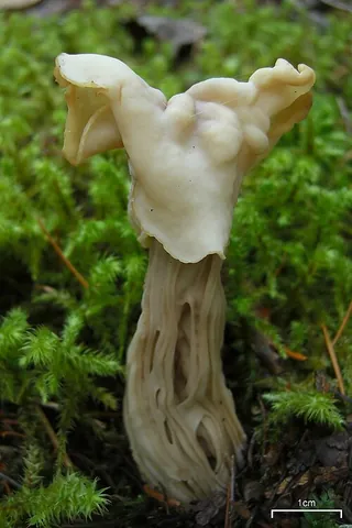 elfin saddle: any of certain ascomycetous fungi of genus Helvella with an irregular cap resembling a saddle,...