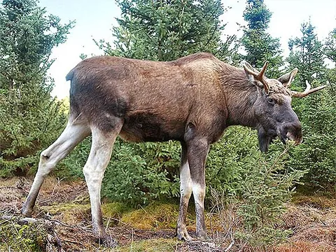 elk: any of the subspecies of the moose (Alces alces, the largest member of the deer family,...