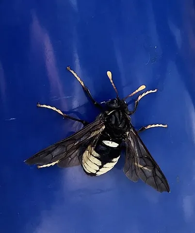 elm sawfly: cimbex americanus, a species of large sawfly found in North America