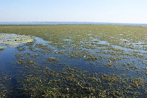 elodea: any of several underwater freshwater perennials, of the genus Elodea, that have grasslike leaves;...