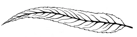 elongate: elongated, extended, lengthened; (especially biology) having a long and slender form